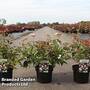 Viburnum plicatum 'Pinkawai'