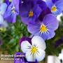 Viola 'Sorbet Blue Mix'