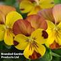 Viola 'Sorbet Peach Melba'