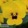 Viola 'Sorbet Yellow Mix'