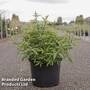 Vitex agnus-castus 'Galactic Pink'