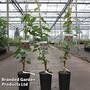 Grape 'Chasselas Ros''