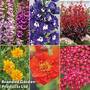 Perennial Collection
