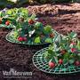Strawberry Support Frame