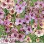 Verbascum x hybrida 'Southern Charm'