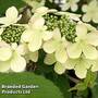 Viburnum plicatum f. tomentosum 'Kilimanjaro Sunrise'