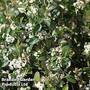 Aronia x prunifolia 'Viking'