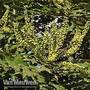 Mahonia x media 'Charity'