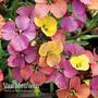 Wallflower 'Artist Paintbox'