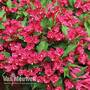 Weigela All Summer Red 'Slingco 1'