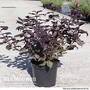 Weigela florida 'Midnight Wine'