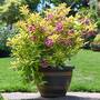 Weigela 'Magic Carpet'