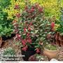 Weigela 'Camouflage'
