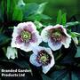 Helleborus 'Single White Blotched'