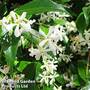 Trachelospermum jasminoides 'White Wings'