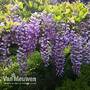 Wisteria sinensis