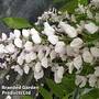Wisteria sinensis 'Rosea'