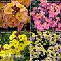 Wallflower Collection