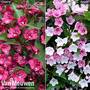 Weigela 'Towers of Flowers'® Duo