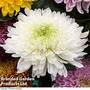 Chrysanthemum 'Allouise White' (Incurved)