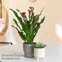 Calla Lily in grey ceramic pot