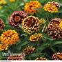 Zinnia haageana 'Aztec Sunset'