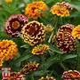 Zinnia haageana 'Aztec Sunset Improved'