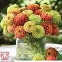Zinnia elegans 'Queeny Mixed'