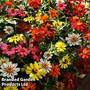 Zinnia 'Zahara' Single-flowered Mix (Garden Ready)