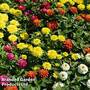 Zinnia 'Zahara Double Mix'