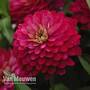 Zinnia 'Zahara Double Strawberry' (Seeds)