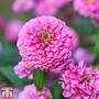 Zinnia 'Miss Wilmott'