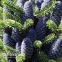 Korean Fir