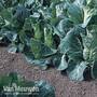 Cabbage 'Advantage' F1 Hybrid (Spring)