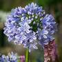 Agapanthus 'Full Moon'