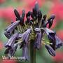 Agapanthus 'Black Magic'