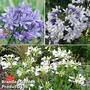 Agapanthus Trio