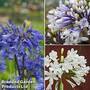 Agapanthus Everpanthus Collection