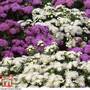 Ageratum houstonianum 'Dwarf Ball Mixed'