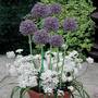 Plant-O-Tray Patio Preplanted Allium