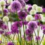 Allium 'Big Impact Mix'