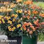 Alstroemeria Summer Duo