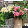 Alstroemeria Valley Duo