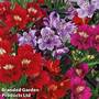 Alstroemeria 'Tree Everest Autumn Mix'