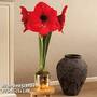 Amaryllis pot with LED lights - Gift