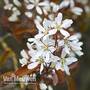 Amelanchier lamarckii
