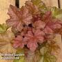 Heuchera 'World Caffe Americano'