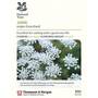 Ammi majus 'Graceland' (National Trust)
