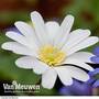 Anemone nemorosa