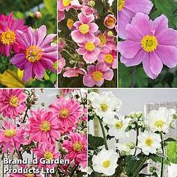 Japanese Anemone Collection